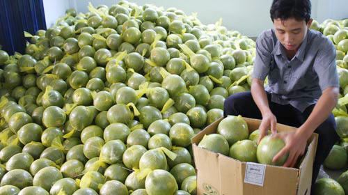 Dự báo giá trị XK rau quả năm 2018 sẽ có tốc độ tăng trưởng khoảng 10% so với năm trước. Ảnh: Internet