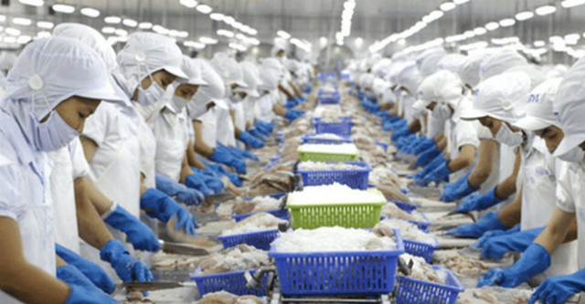 Vĩnh Hoàn sẽ chi khoảng 184 tỷ đồng tạm ứng cổ tức đợt này cho cổ đông