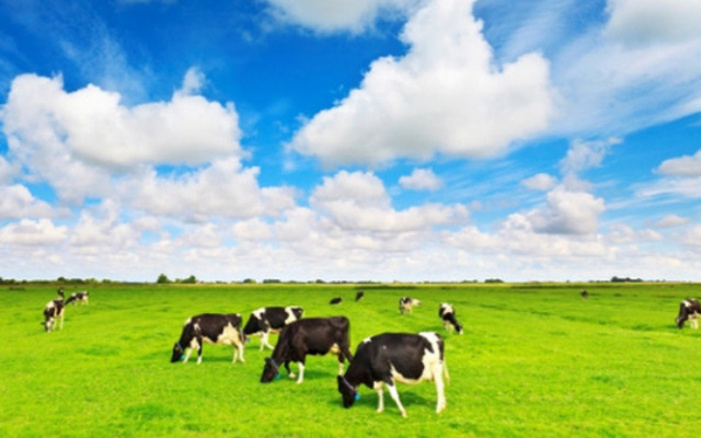 Platium Victory và F&N Dairy là những tổ chức thường xuyên tái hiện điệp khúc đăng ký mua lượng lớn cổ phiếu VNM