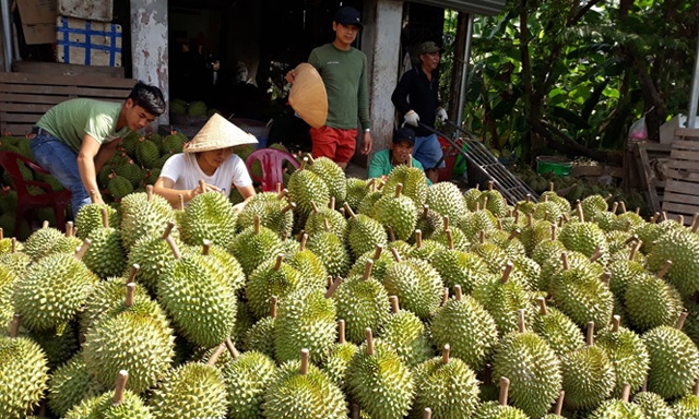 Sầu riêng bắt đầu vào mùa thu hoạch nhưng giá rớt thảm