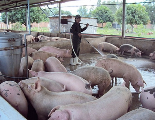 Chăn nuôi theo hướng sinh học giúp môi cải thiện môi trường