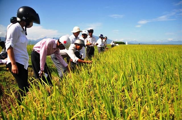 Sản xuất theo hướng hữu cơ giúp HTX ít phải sử dụng thuốc bảo vệ thực vật