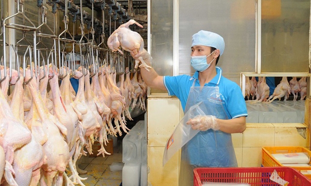 Xây dựng chuỗi liên kết là con đường giúp các sản phẩm chăn nuôi xuất khẩu