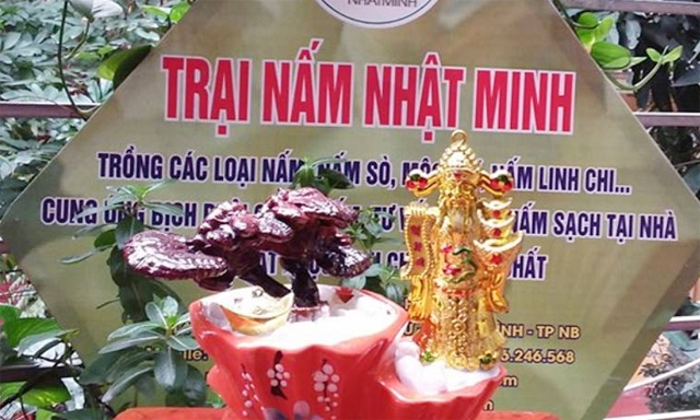 Sản phẩm Linh chi bonsai của HTX