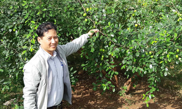 Vụ táo năm nay hứa hẹn được mùa, đem lại thu nhập cao cho HTX