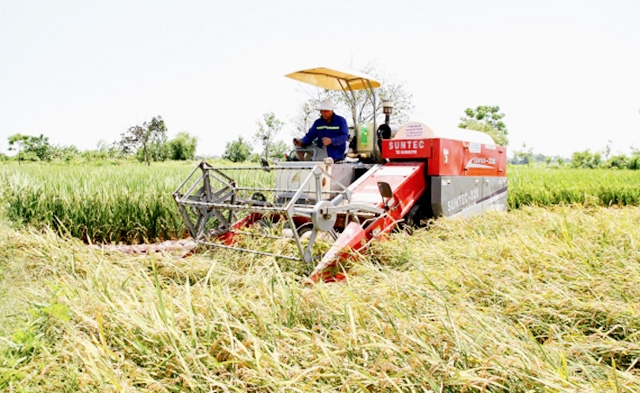 Đại Thắng đang phát triển lúa nếp cái hoa vàng trên cánh đồng lớn, cho hiệu quả và an toàn vệ sinh môi trường vượt trội