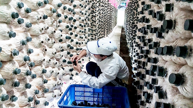 HTX Mỹ Thạnh đang đẩy mạnh khoa học - kỹ thuật gắn với bảo vệ môi trường vào sản xuất nấm