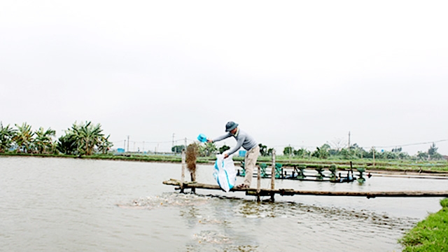 Khu nuôi thủy sản của HTX Xuân Hòa