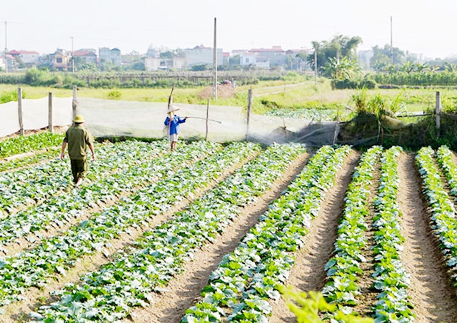 Yên Minh đang tạo nhiều điều kiện cho HTX, tổ hợp tác phát triển