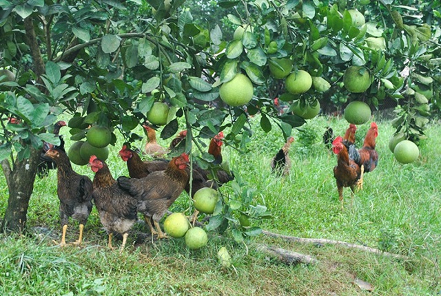 Chăn nuôi kết hợp trồng trọt giúp gia tăng lợi nhuận, bảo vệ môi trường