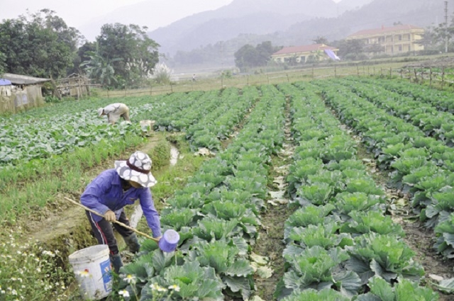 Rau vụ đông mang lại thu nhập gấp 2-3 lần rau chính vụ