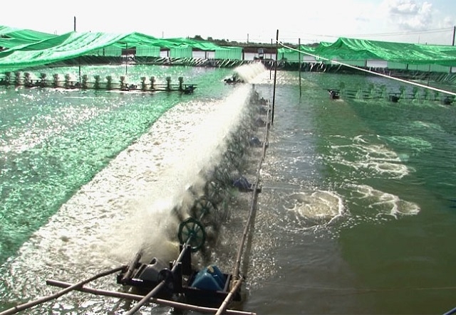 Nuôi tôm theo chuỗi là hướng đi bền vững