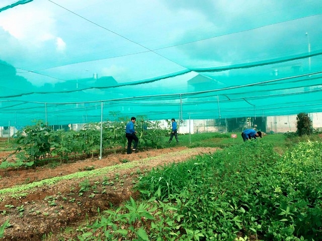 Nông nghiệp sạch là hướng đi bền vững