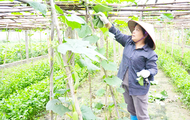 HTX Quảng Minh đang thu lợi kép từ trồng rau sạch