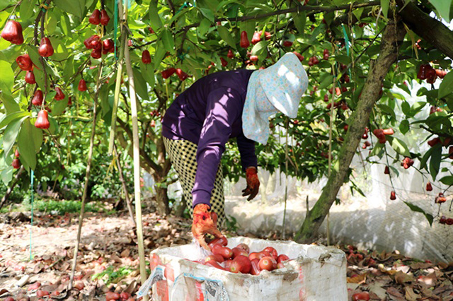Thành viên THT Phong Hòa thu về 40 - 50 triệu đồng/công từ trồng mận roi bao lưới