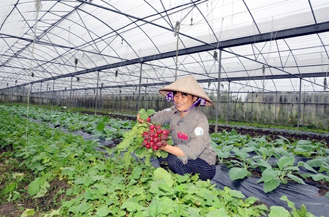 Mô hình rau sạch của HTX Vinh Sáng đang cho hiệu quả cao