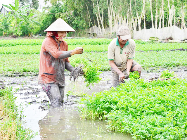 Rau cần Hoàng Lương đang cho doanh thu 500 - 600 triệu đồng/ha/năm