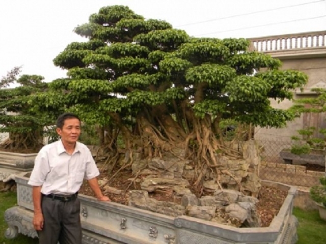 Trồng hoa, cây cảnh giúp thành viên khá giả