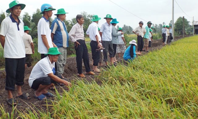 Tham quan mô hình sản xuất lúa giống của HTX