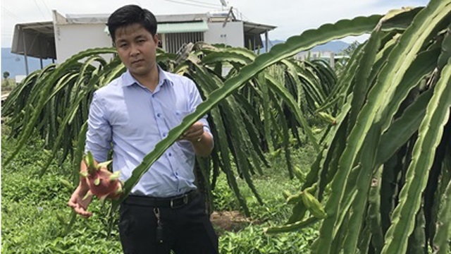 Trồng thanh long công nghệ cao vừa bảo vệ môi trường vừa rộng đầu ra