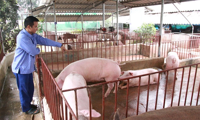 Nuôi lợn sạch không lo thiếu đầu ra