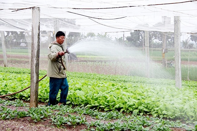 Thành viên HTX Tiền An đang đổi đời nhờ trồng rau sạch theo quy tắc 4 đúng