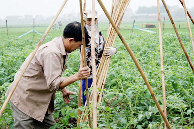 Vùng sản xuất rau, củ, quả sạch của HTX Thôn Đoài