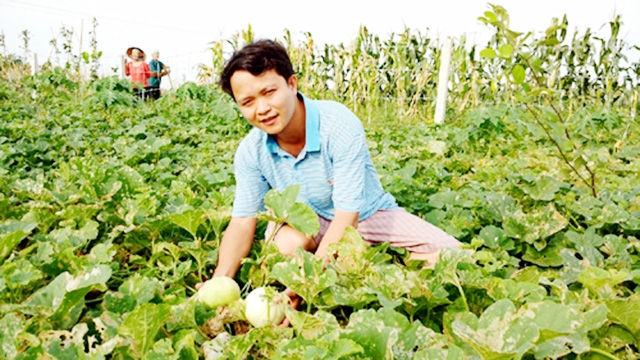 Nhờ áp dụng công nghệ hiện đại, thương hiệu dưa lê Đông Xuân ngày càng được khẳng định trên thị trường