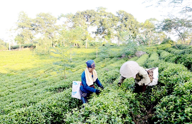 Thương hiệu chè Mỹ Bằng đang được khẳng định nhờ chất lượng vượt trội