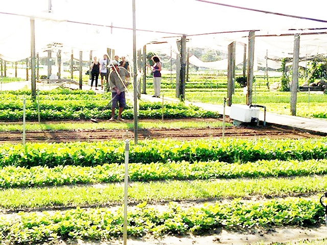 Vùng sản xuất của HTX được quy hoạch thành từng ô để quản lý chất lượng và đảm bảo vệ sinh môi trường