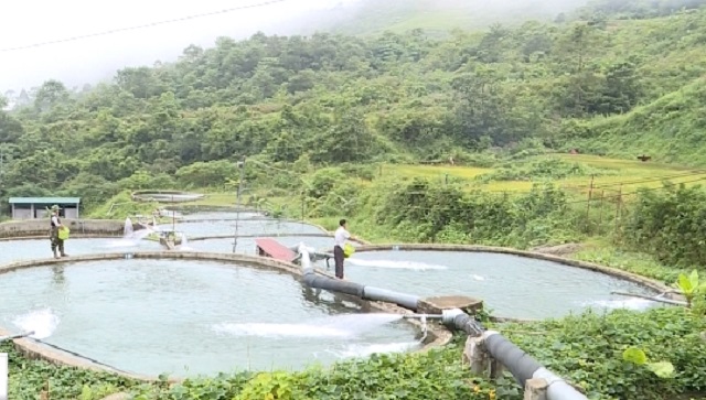 Tiềm năng từ nuôi cá nước lạnh nhờ quy trình nuôi an toàn