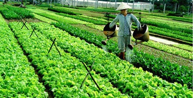 Sản xuất an toàn là lợi thế của HTX