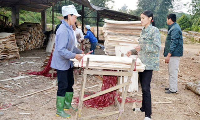 Sản xuất gỗ xuất khẩu tại HTX Thành Công