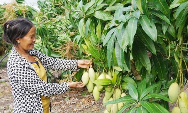 Trồng xoài VietGAP mang lại thu nhập cao cho thành viên THT