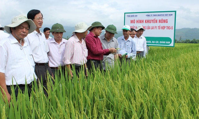 Mô hình liên kết sản xuất lúa lai của HTX