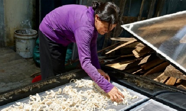 Giàn sấy nấm bằng năng lượng mặt trời của HTX