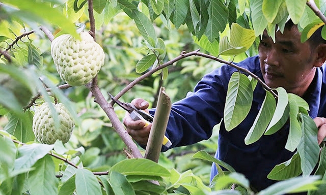 Vườn mãng cầu Hoàng hậu của thành viên HTX