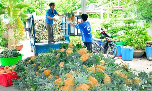 Trồng khóm VietGAP thành viên HTX không lo đầu ra