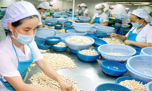 Dự báo các DN chế biến XK điều Việt Nam tiếp tục đối mặt nhiều khó khăn
