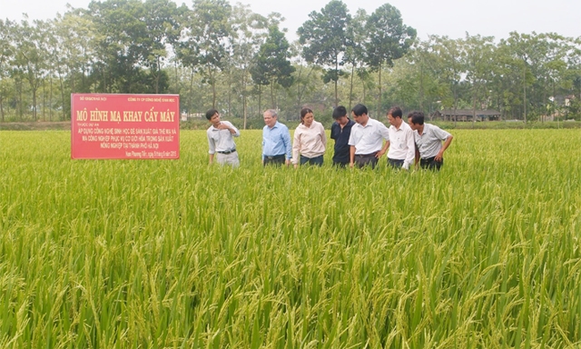 Ruộng mẫu mô hình mạ khay máy cấy của HTX