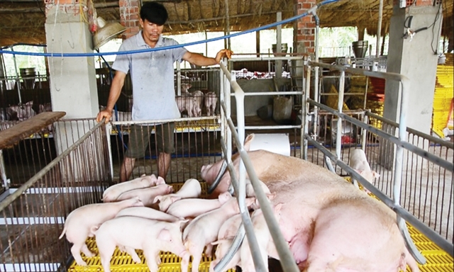 Khu nuôi lợn giống của HTX