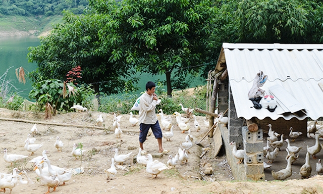 Khu vực chăn nuôi vịt bên hồ Thủy điện Tuyên Quang của THT