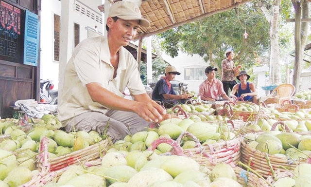 Xoài của HTX cứ ra là hết, không đủ cung cấp cho các đại lý