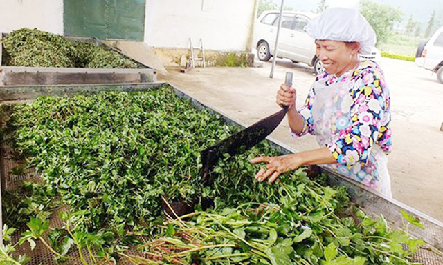 Chế biến dược liệu tươi thành sản phẩm thuốc