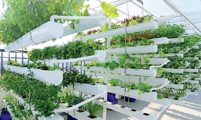 Với mô hình xếp tầng, diện tích rau sẽ nhiều gấp 3 lần