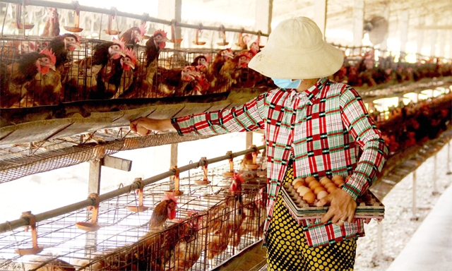 Mô hình nuôi gà đẻ trứng của HTX