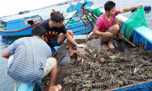 Đầu ra sản phẩm vẫn luôn là nỗi lo đau đáu của người nông dân