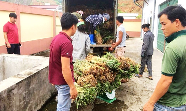 HTX thu mua cây nguyên liệu, ổn định đầu ra cho nông dân