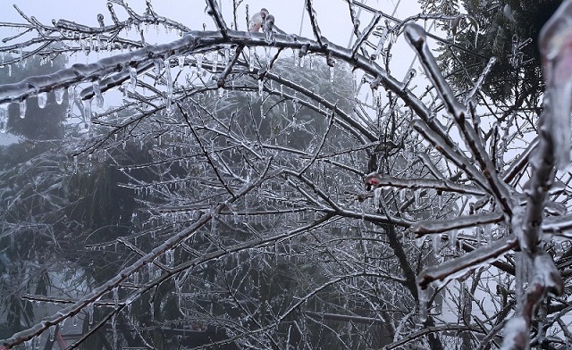 Băng tuyết với những người trồng hoa ở Fansipan là nỗi khiếp sợ