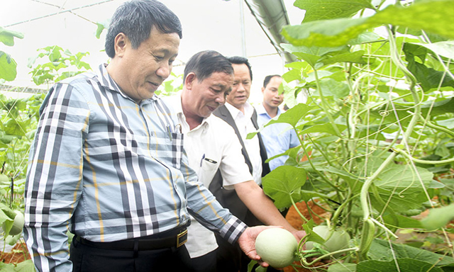 Mô hình dưa lưới công nghệ cao của HTX